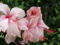 Hibiscus at Queen Elizabeth II Botanic Park on Grand Cayman Island