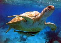 Turtle swimming near Grand Cayman Condo George Town Villas #315 on Seven Mile Beach